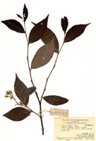 藏品(白花龍)的圖片
